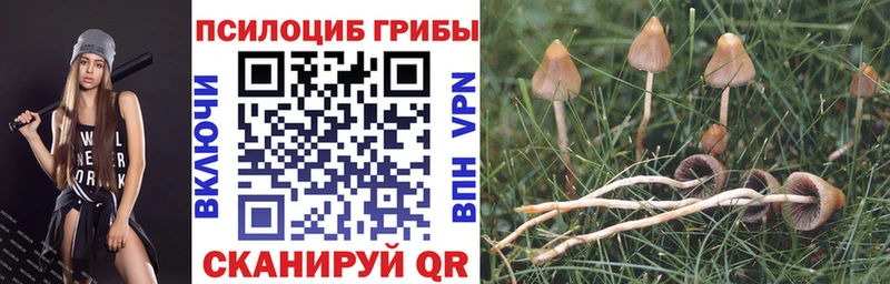 Галлюциногенные грибы Cubensis Петровск-Забайкальский